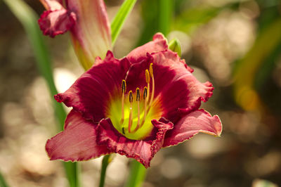 Close-up of red rose flower