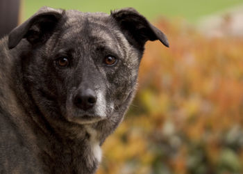 Close-up portrait of dog looking at camera