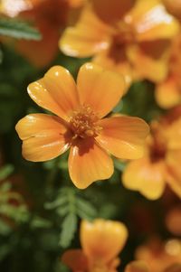 Close-up of wet yellow flowering plant