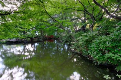 River amidst trees in forest