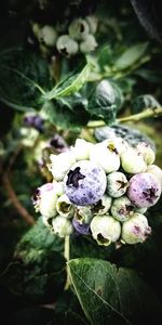 Close-up of purple roses on plant