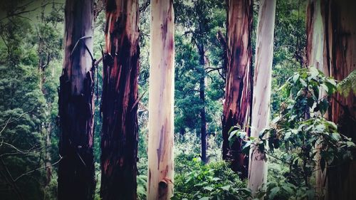 Plants growing on tree trunk