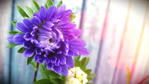 Close-up of purple flowers