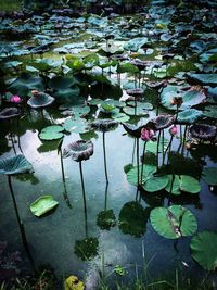 View of lotus water lily in lake