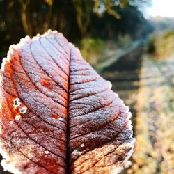 Close-up of autumn tree