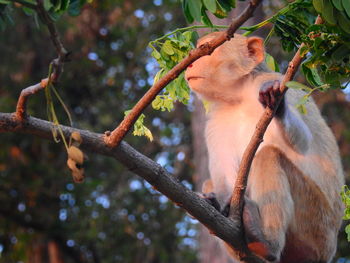 Low angle view of monkey on tree in forest