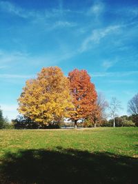 Trees on field against blue sky