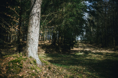 Trees growing in forest