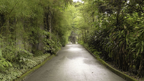 Empty road amidst trees in forest