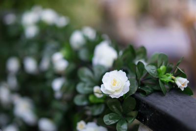 Close-up of white rose