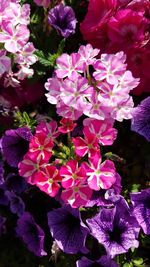 Close-up of flowers blooming outdoors