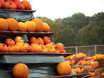 Pumpkins for sale at market stall