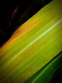 Full frame shot of green leaf