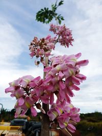 Close-up of pink flowering plant against sky