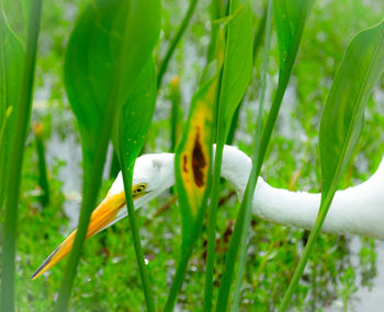 Close-up of white flower on green plant