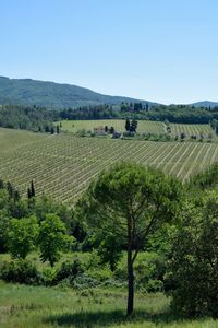 Scenic view of agricultural field against clear sky