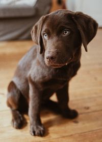 Close-up of black dog