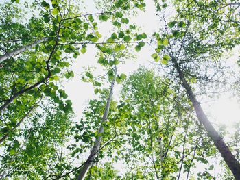 Low angle view of trees