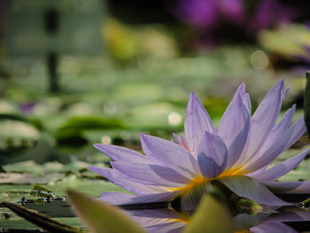 Close-up of purple flower blooming outdoors