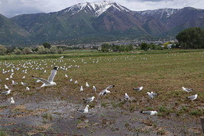 Flock of birds in the field