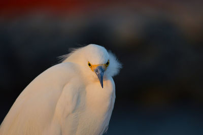 Close-up of a bird