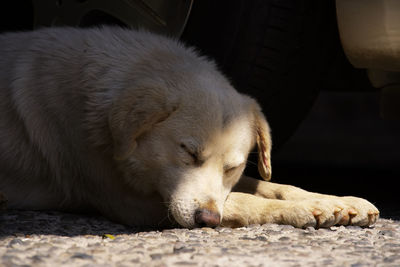 Close-up of a dog sleeping