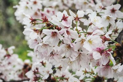 Close-up of white cherry blossoms in spring