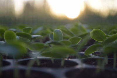 Close-up of plants growing on field