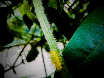 Close-up of fresh green plant