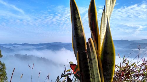 Panoramic view of plants and mountains against sky