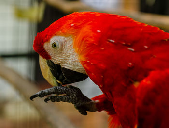 Close-up of a parrot