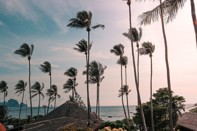 Palm trees by sea against sky