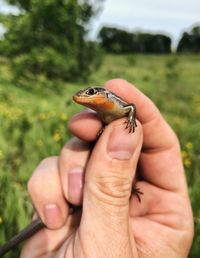 Close-up of hand holding lizard