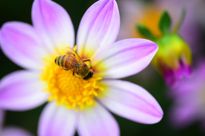 Close-up of bee pollinating flower