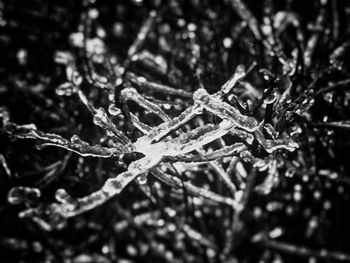 Close-up of frozen water on branch