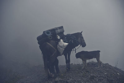 Horse and dog standing on mountain during foggy weather