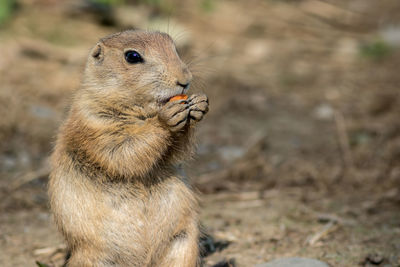 Close-up of squirrel on rock