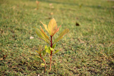 Close-up of flower plant on land