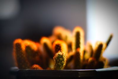 Close-up of potted cactus plant