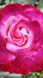 Close-up of pink rose