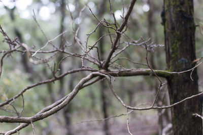 Close-up of branches