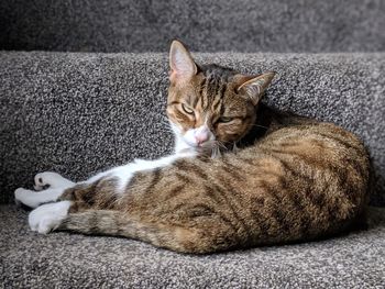 High angle view of cat sleeping