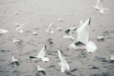 Seagulls flying