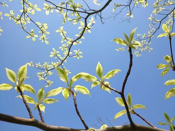 Low angle view of tree against clear blue sky