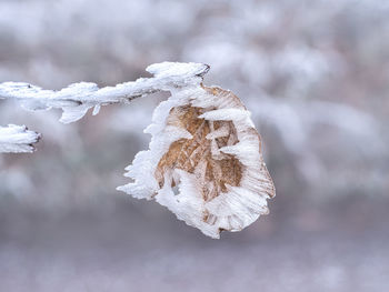 Close-up of frozen plant