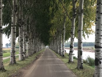 Road amidst trees