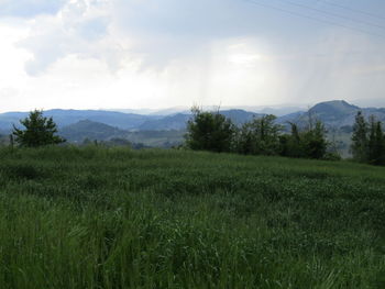 Scenic view of field against sky