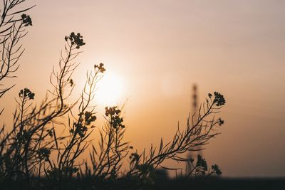 Silhouette of plants at dusk