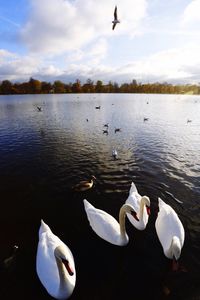 Birds flying over calm lake