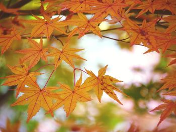 Close-up of maple leaves on branch